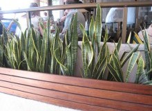 Kwikfynd Indoor Planting
sinclair