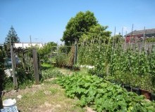 Kwikfynd Vegetable Gardens
sinclair